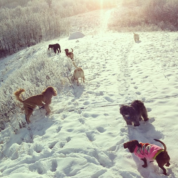 Here are some happy dawgs!!! #sunshine #summer #dogs #packwalks #dogwalker #nwcalgary #yyc