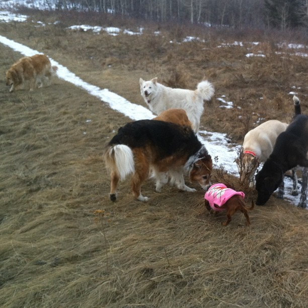 Here are some happy dawgs!!! #sunshine #summer #dogs #packwalks #dogwalker #nwcalgary #yyc
