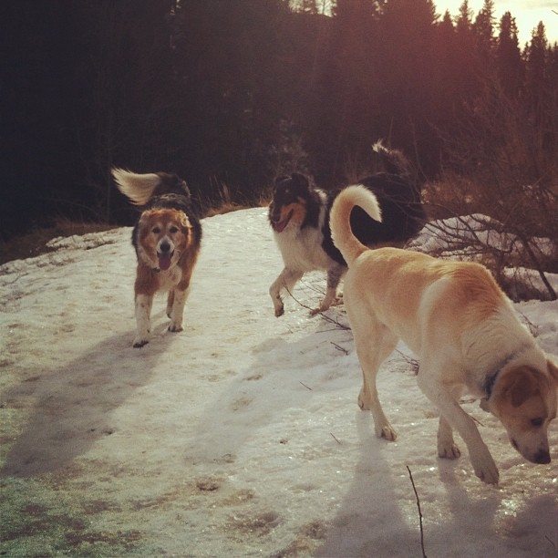 Here are some happy dawgs!!! #sunshine #summer #dogs #packwalks #dogwalker #nwcalgary #yyc