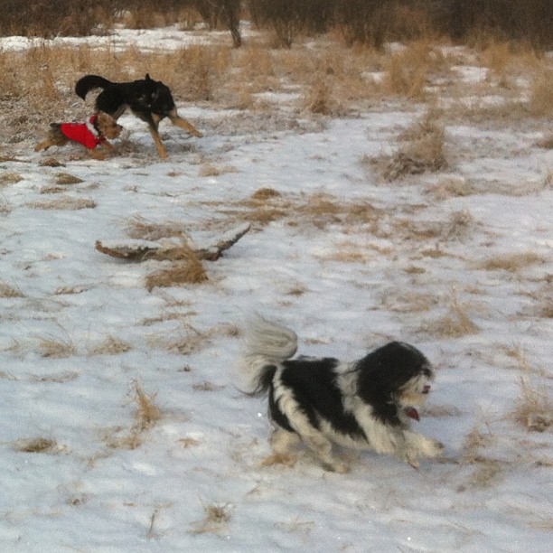 Here are some happy dawgs!!! #sunshine #summer #dogs #packwalks #dogwalker #nwcalgary #yyc