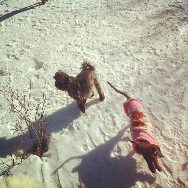 Here are some happy dawgs!!! #sunshine #summer #dogs #packwalks #dogwalker #nwcalgary #yyc