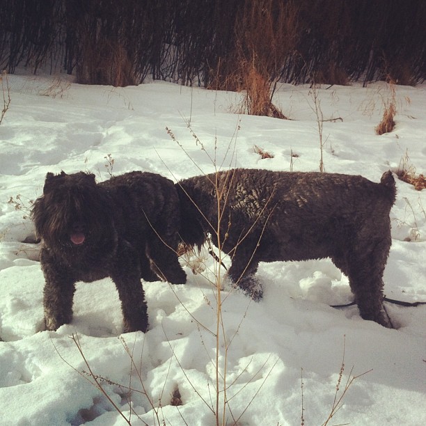 Here are some happy dawgs!!! #sunshine #summer #dogs #packwalks #dogwalker #nwcalgary #yyc