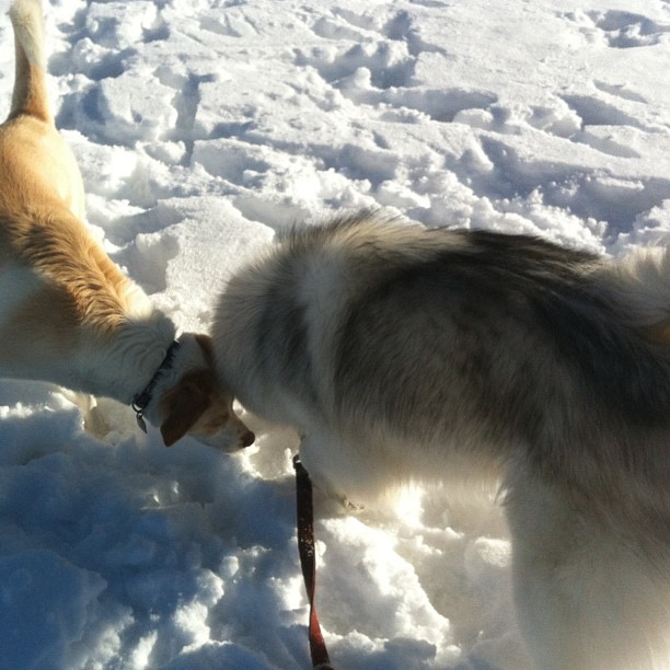 Here are some happy dawgs!!! #sunshine #summer #dogs #packwalks #dogwalker #nwcalgary #yyc