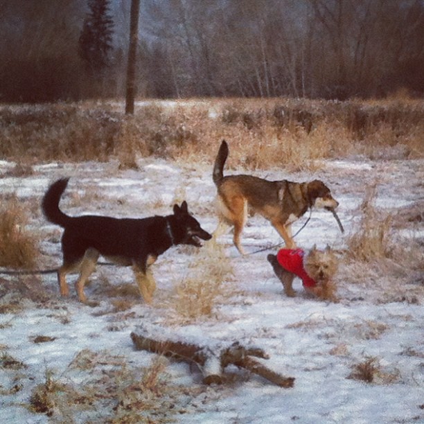 Here are some happy dawgs!!! #sunshine #summer #dogs #packwalks #dogwalker #nwcalgary #yyc