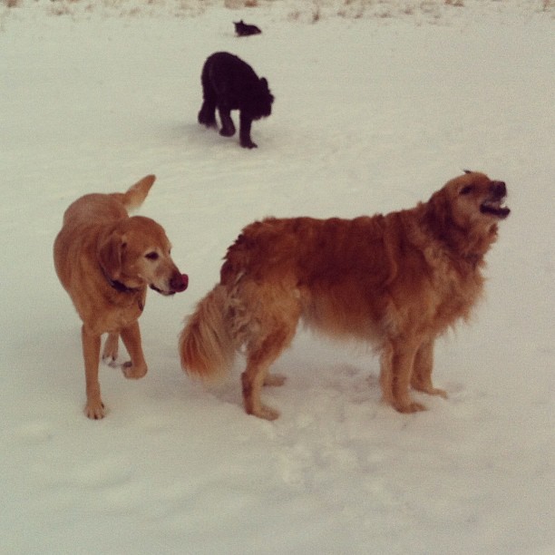 Here are some happy dawgs!!! #sunshine #summer #dogs #packwalks #dogwalker #nwcalgary #yyc
