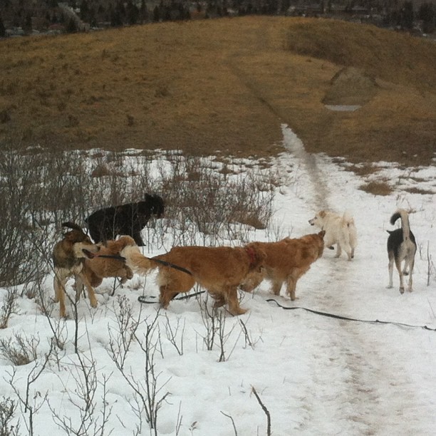 Here are some happy dawgs!!! #sunshine #summer #dogs #packwalks #dogwalker #nwcalgary #yyc
