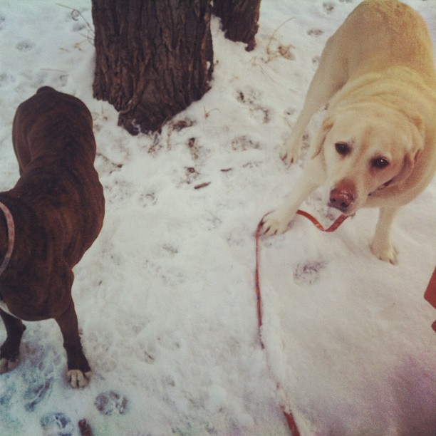 Here are some happy dawgs!!! #sunshine #summer #dogs #packwalks #dogwalker #nwcalgary #yyc