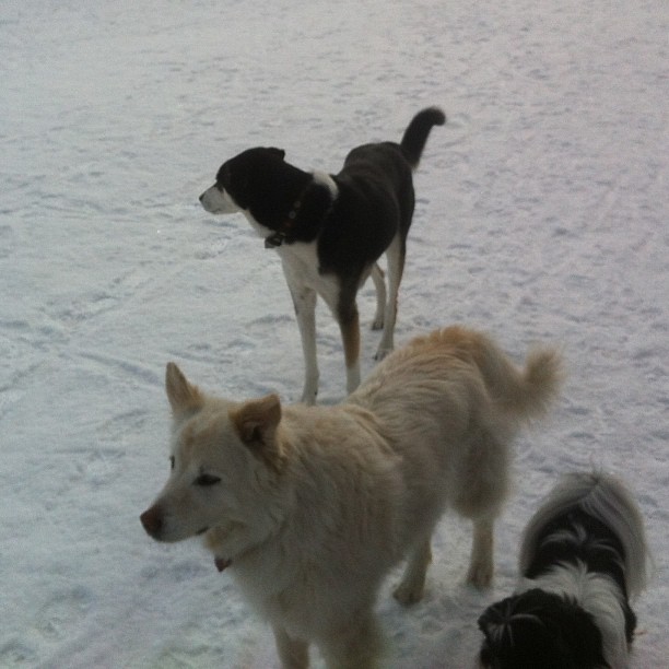 Here are some happy dawgs!!! #sunshine #summer #dogs #packwalks #dogwalker #nwcalgary #yyc