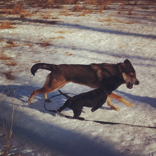 Here are some happy dawgs!!! #sunshine #summer #dogs #packwalks #dogwalker #nwcalgary #yyc