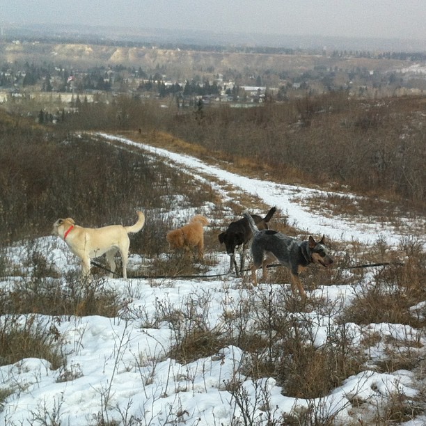 Here are some happy dawgs!!! #sunshine #summer #dogs #packwalks #dogwalker #nwcalgary #yyc