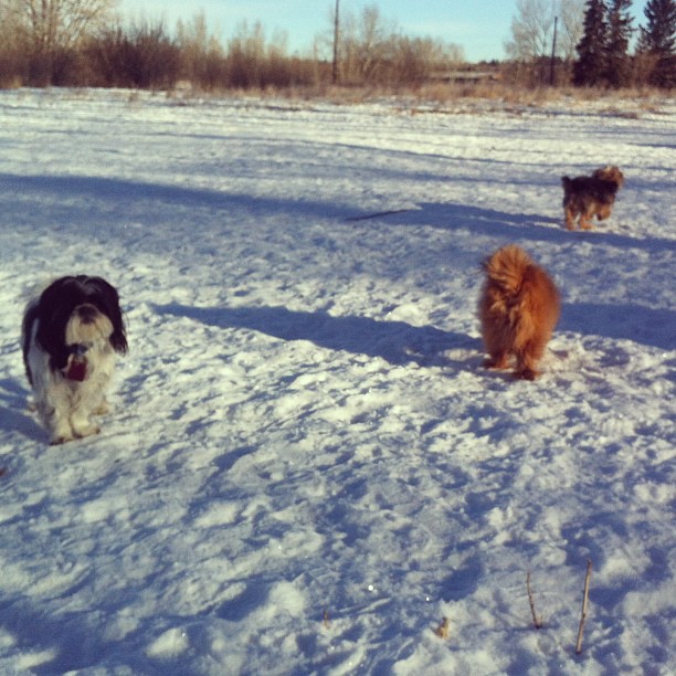 Here are some happy dawgs!!! #sunshine #summer #dogs #packwalks #dogwalker #nwcalgary #yyc