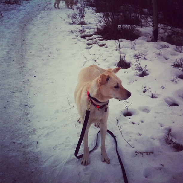 Here are some happy dawgs!!! #sunshine #summer #dogs #packwalks #dogwalker #nwcalgary #yyc