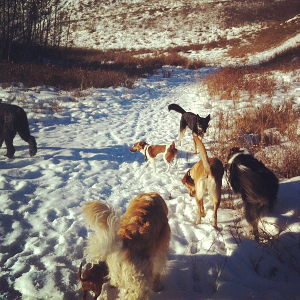 Here are some happy dawgs!!! #sunshine #summer #dogs #packwalks #dogwalker #nwcalgary #yyc