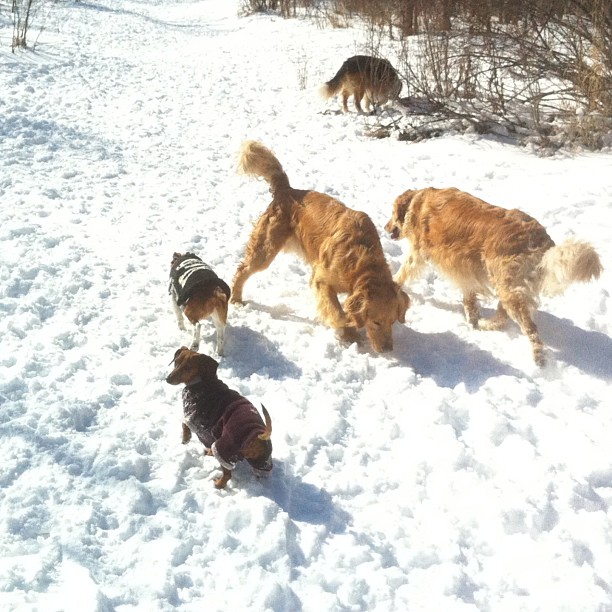 Here are some happy dawgs!!! #sunshine #summer #dogs #packwalks #dogwalker #nwcalgary #yyc