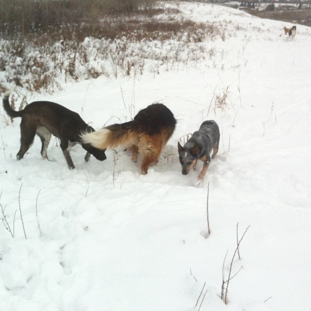 Here are some happy dawgs!!! #sunshine #summer #dogs #packwalks #dogwalker #nwcalgary #yyc
