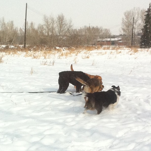 Here are some happy dawgs!!! #sunshine #summer #dogs #packwalks #dogwalker #nwcalgary #yyc