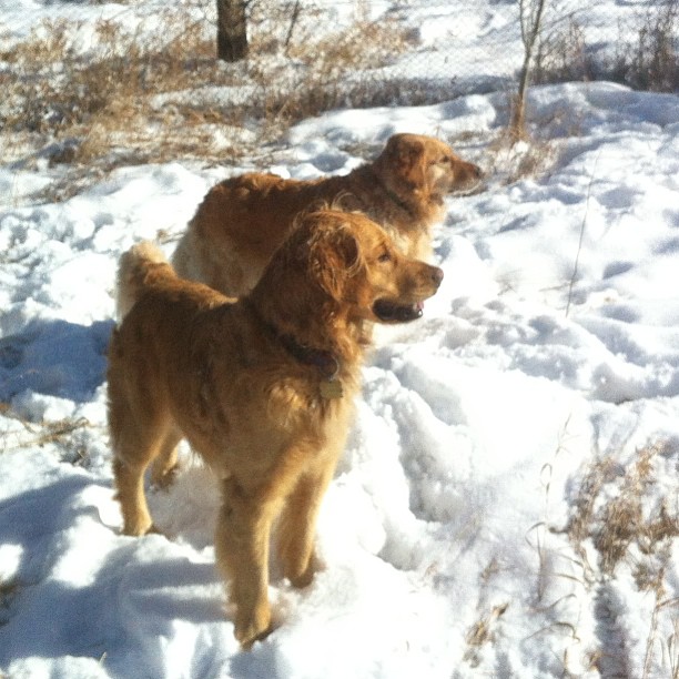 Here are some happy dawgs!!! #sunshine #summer #dogs #packwalks #dogwalker #nwcalgary #yyc