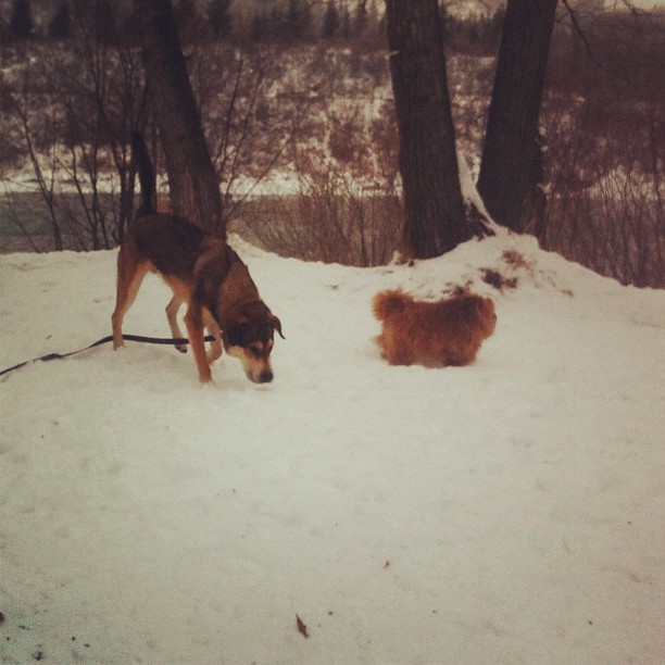 Here are some happy dawgs!!! #sunshine #summer #dogs #packwalks #dogwalker #nwcalgary #yyc