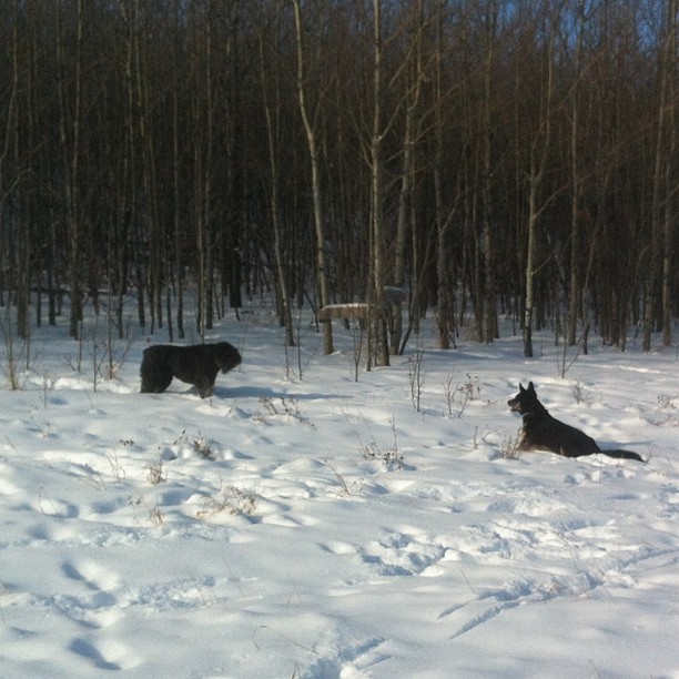Here are some happy dawgs!!! #sunshine #summer #dogs #packwalks #dogwalker #nwcalgary #yyc