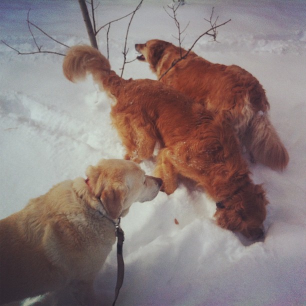 Here are some happy dawgs!!! #sunshine #summer #dogs #packwalks #dogwalker #nwcalgary #yyc