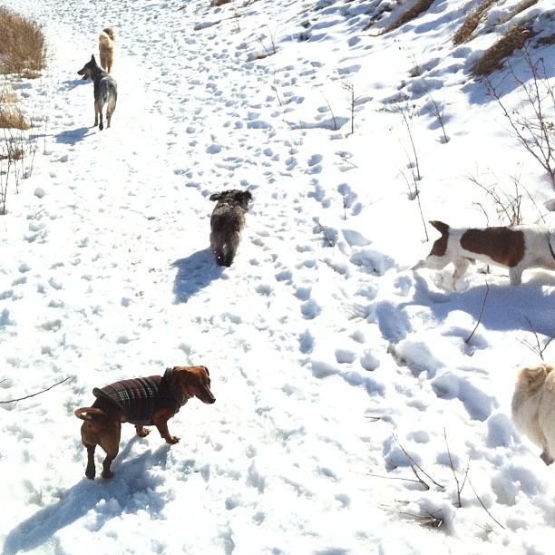 Here are some happy dawgs!!! #sunshine #summer #dogs #packwalks #dogwalker #nwcalgary #yyc