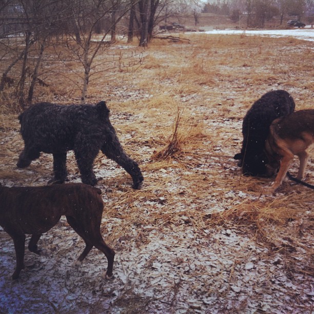 Here are some happy dawgs!!! #sunshine #summer #dogs #packwalks #dogwalker #nwcalgary #yyc