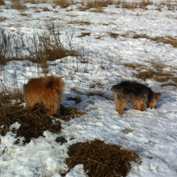 Here are some happy dawgs!!! #sunshine #summer #dogs #packwalks #dogwalker #nwcalgary #yyc