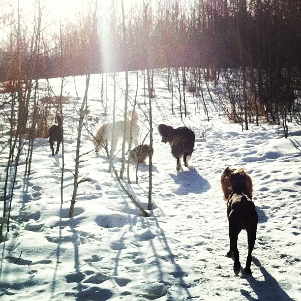 Here are some happy dawgs!!! #sunshine #summer #dogs #packwalks #dogwalker #nwcalgary #yyc