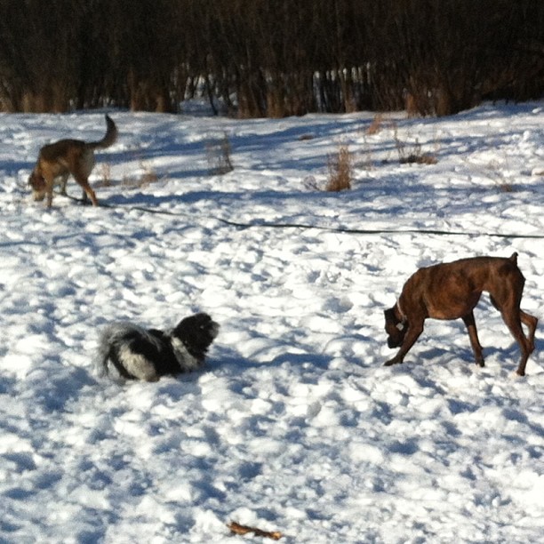 Here are some happy dawgs!!! #sunshine #summer #dogs #packwalks #dogwalker #nwcalgary #yyc