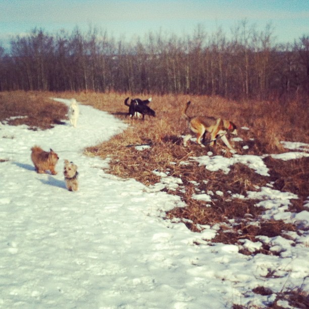 Here are some happy dawgs!!! #sunshine #summer #dogs #packwalks #dogwalker #nwcalgary #yyc