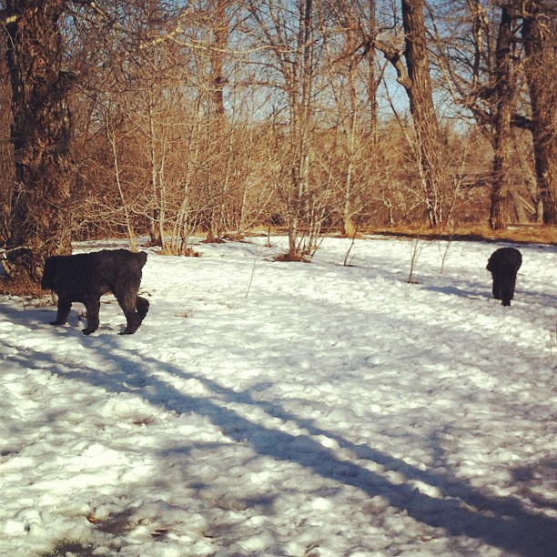 Here are some happy dawgs!!! #sunshine #summer #dogs #packwalks #dogwalker #nwcalgary #yyc