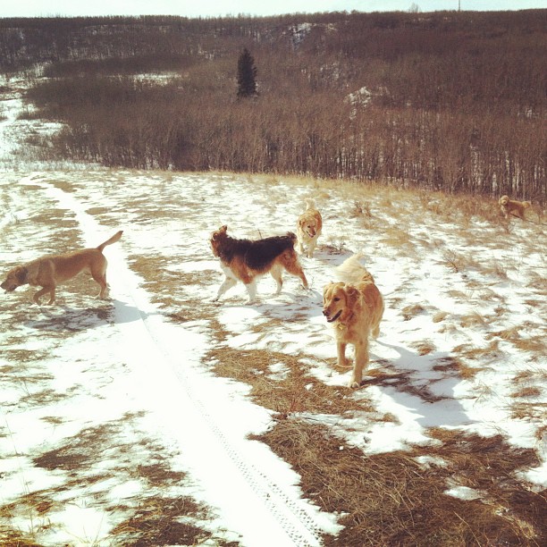 Here are some happy dawgs!!! #sunshine #summer #dogs #packwalks #dogwalker #nwcalgary #yyc