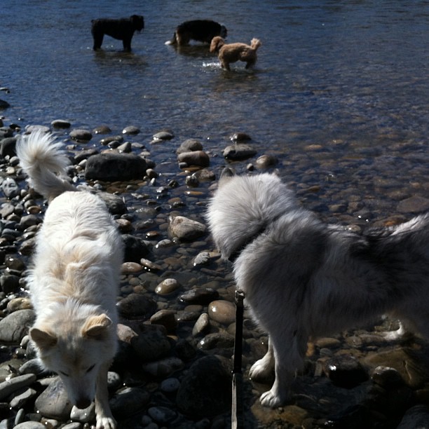 Here are some happy dawgs!!! #sunshine #summer #dogs #packwalks #dogwalker #nwcalgary #yyc
