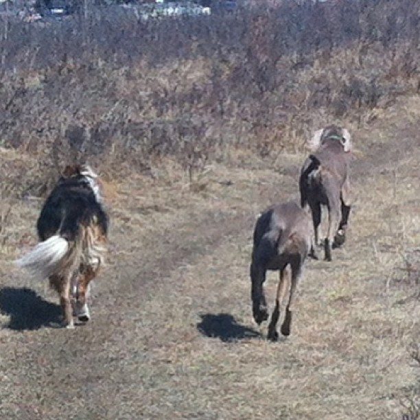 Here are some happy dawgs!!! #sunshine #summer #dogs #packwalks #dogwalker #nwcalgary #yyc