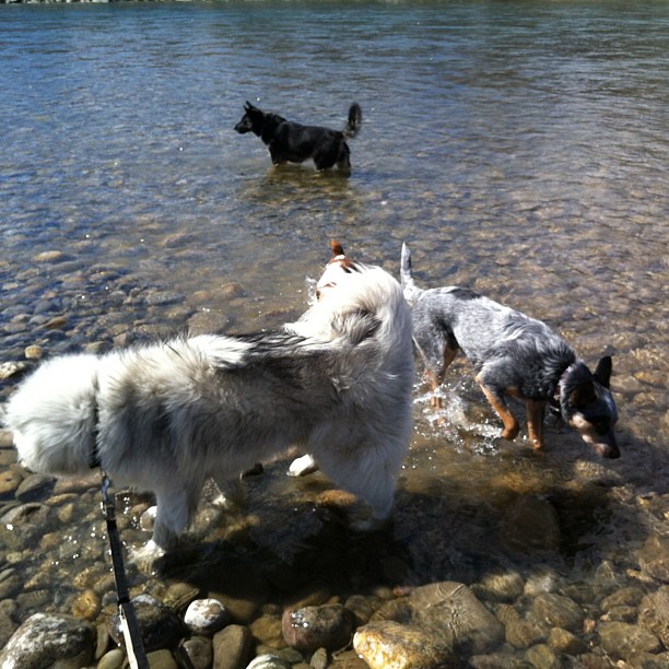 Here are some happy dawgs!!! #sunshine #summer #dogs #packwalks #dogwalker #nwcalgary #yyc