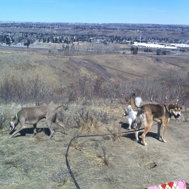Here are some happy dawgs!!! #sunshine #summer #dogs #packwalks #dogwalker #nwcalgary #yyc
