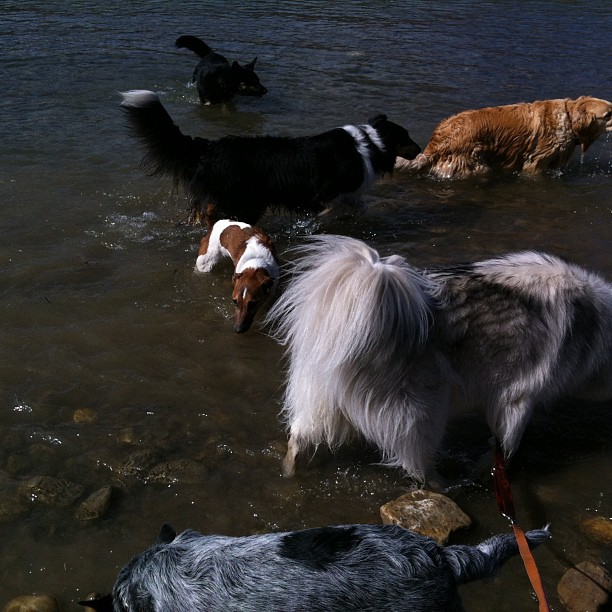 Here are some happy dawgs!!! #sunshine #summer #dogs #packwalks #dogwalker #nwcalgary #yyc