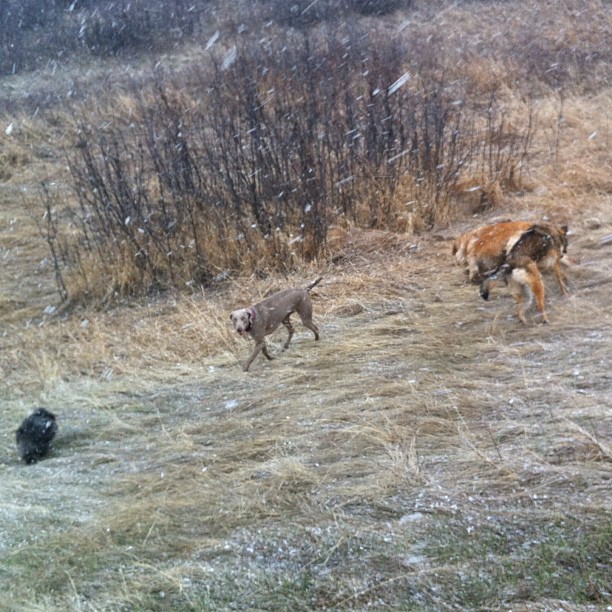 Here are some happy dawgs!!! #sunshine #summer #dogs #packwalks #dogwalker #nwcalgary #yyc