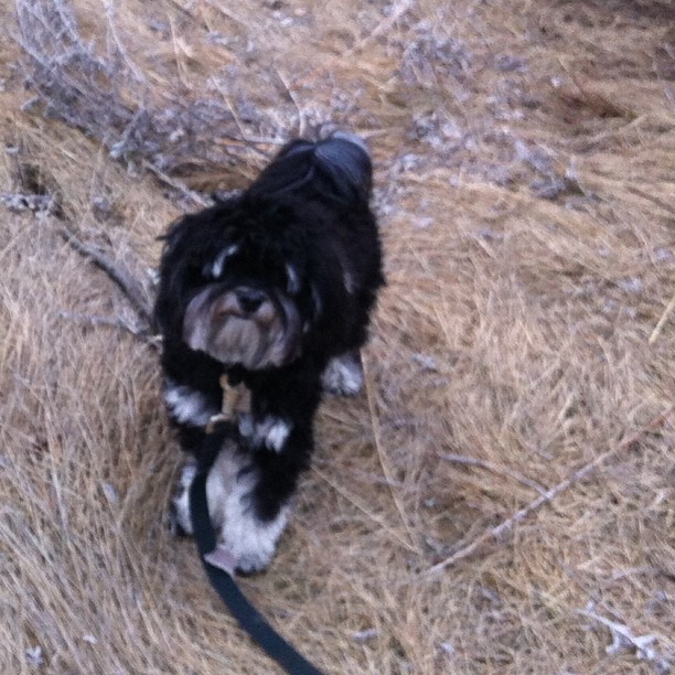 Here are some happy dawgs!!! #sunshine #summer #dogs #packwalks #dogwalker #nwcalgary #yyc