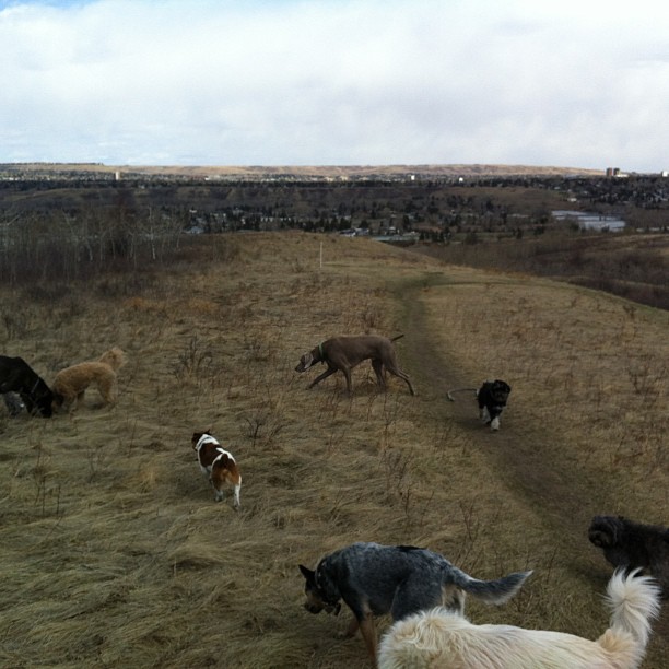 Here are some happy dawgs!!! #sunshine #summer #dogs #packwalks #dogwalker #nwcalgary #yyc