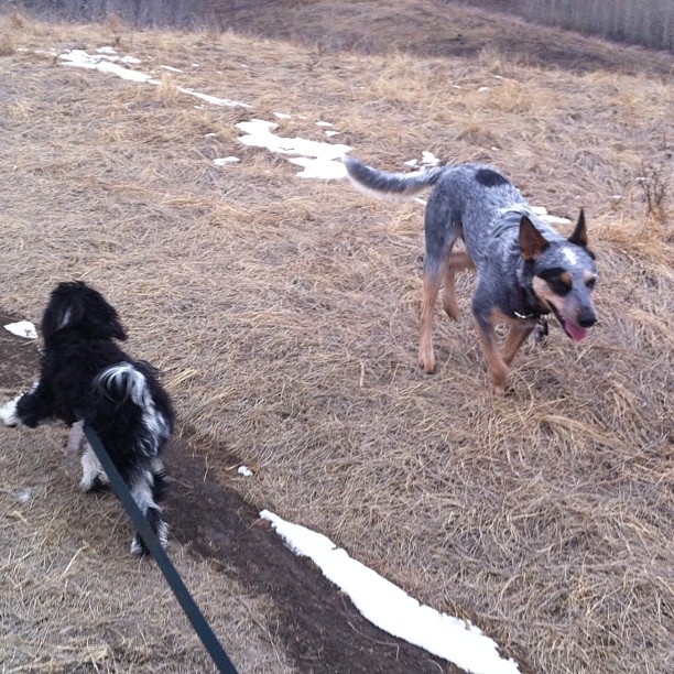 Here are some happy dawgs!!! #sunshine #summer #dogs #packwalks #dogwalker #nwcalgary #yyc