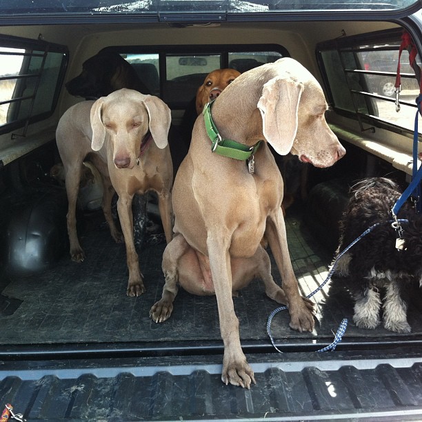 Here are some happy dawgs!!! #sunshine #summer #dogs #packwalks #dogwalker #nwcalgary #yyc