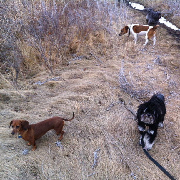 Here are some happy dawgs!!! #sunshine #summer #dogs #packwalks #dogwalker #nwcalgary #yyc
