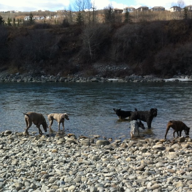 Here are some happy dawgs!!! #sunshine #summer #dogs #packwalks #dogwalker #nwcalgary #yyc