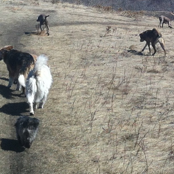 Here are some happy dawgs!!! #sunshine #summer #dogs #packwalks #dogwalker #nwcalgary #yyc