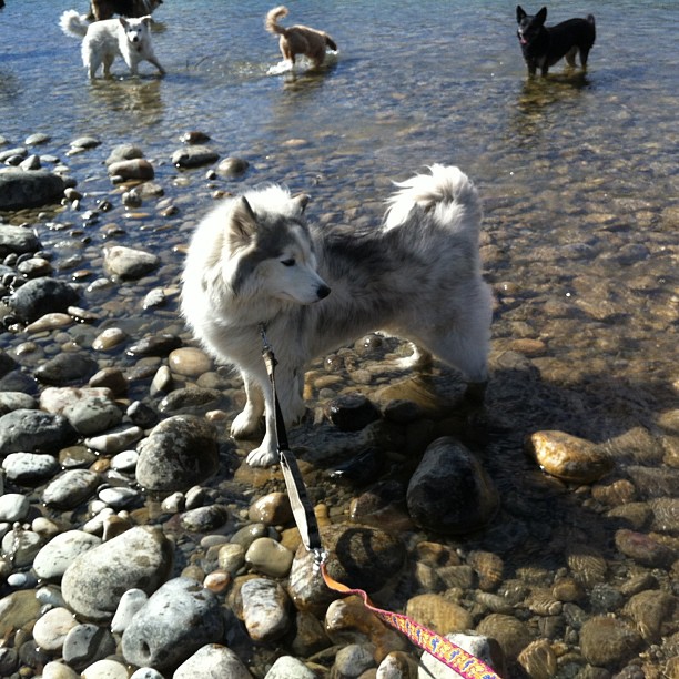 Here are some happy dawgs!!! #sunshine #summer #dogs #packwalks #dogwalker #nwcalgary #yyc