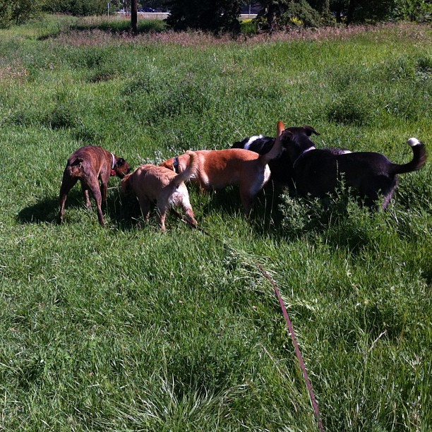 Here are some happy dawgs!!! #sunshine #summer #dogs #packwalks #dogwalker #nwcalgary #yyc