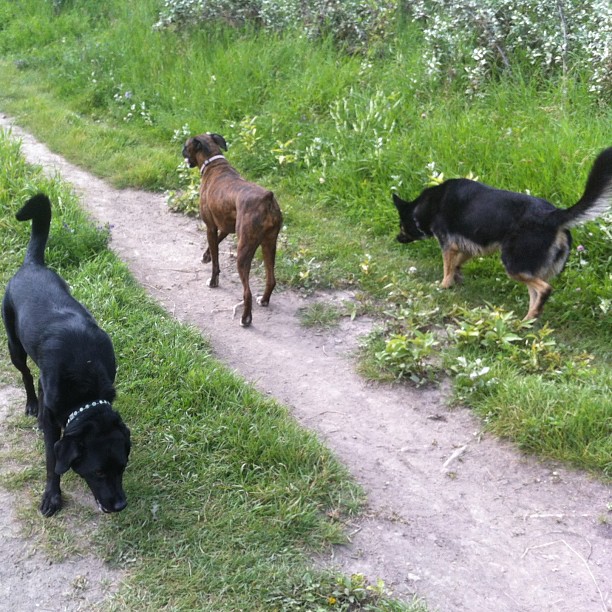 Here are some happy dawgs!!! #sunshine #summer #dogs #packwalks #dogwalker #nwcalgary #yyc