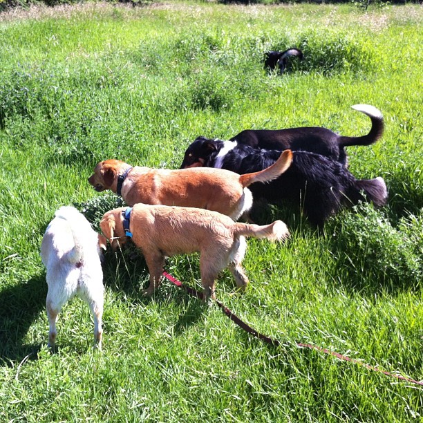 Here are some happy dawgs!!! #sunshine #summer #dogs #packwalks #dogwalker #nwcalgary #yyc