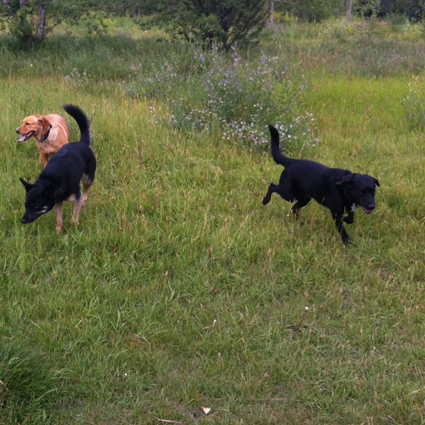Here are some happy dawgs!!! #sunshine #summer #dogs #packwalks #dogwalker #nwcalgary #yyc